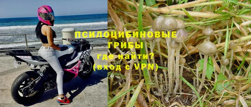 Псилоцибиновые грибы Psilocybe Кизилюрт