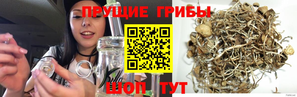 Псилоцибиновые грибы мицелий Кизилюрт